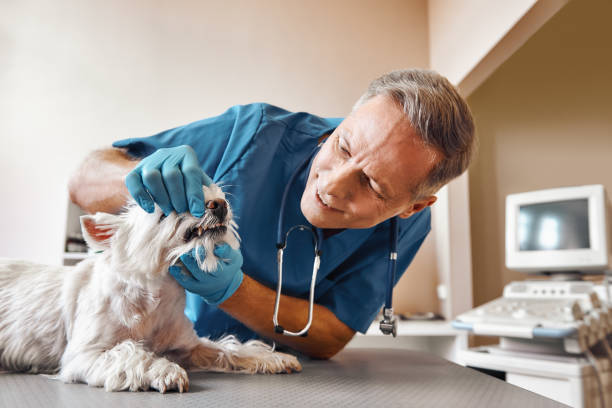 Best Emergency Tooth Extraction in New Berlinville, PA